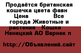 Продаётся британская кошечка цвета фавн › Цена ­ 10 000 - Все города Животные и растения » Кошки   . Ненецкий АО,Варнек п.